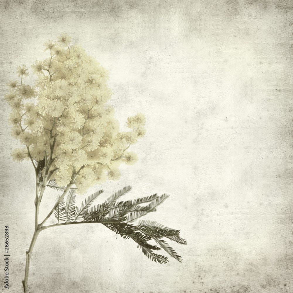Φωτογραφία textured old paper background with yellow fluffy mimosa flowers