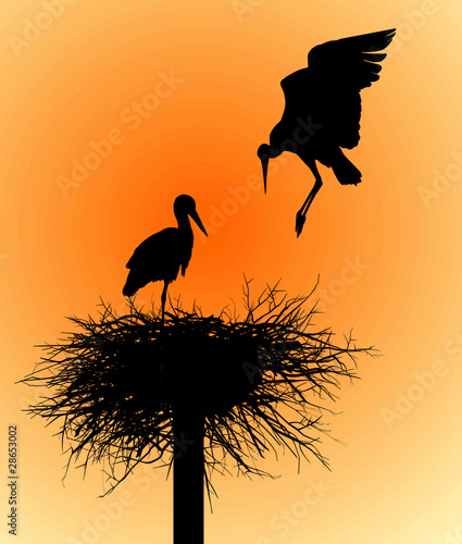 Storks in the nest photo