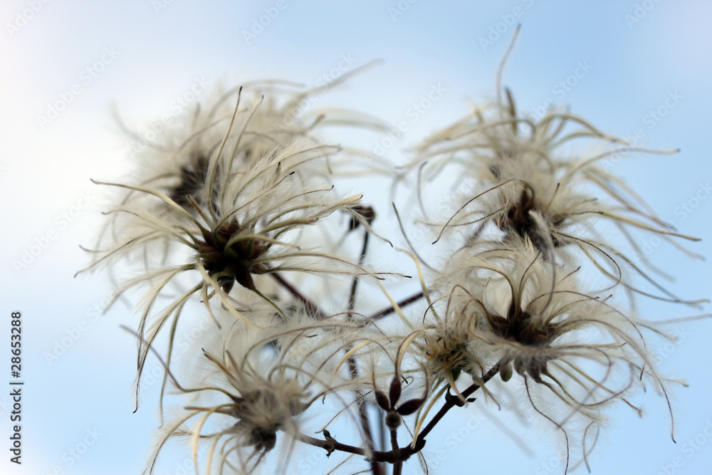 abstract flower abstract flower