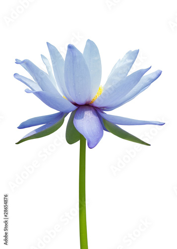 Water lily isolated on white