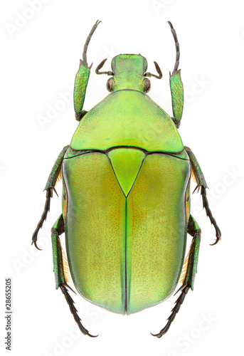 Rhomborrhina unicolor photo