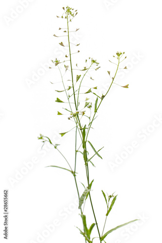 Gewöhnliches Hirtentäschelkraut (Capsella bursa-pastoris) vor we
