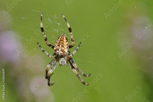 Garden spider on its web