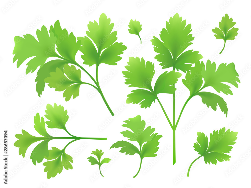 Branches and leaves of parsley Branches and leaves of parsley