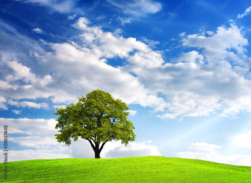 Green tree on cloudy sky Green tree on cloudy sky