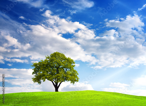 Green tree on cloudy sky