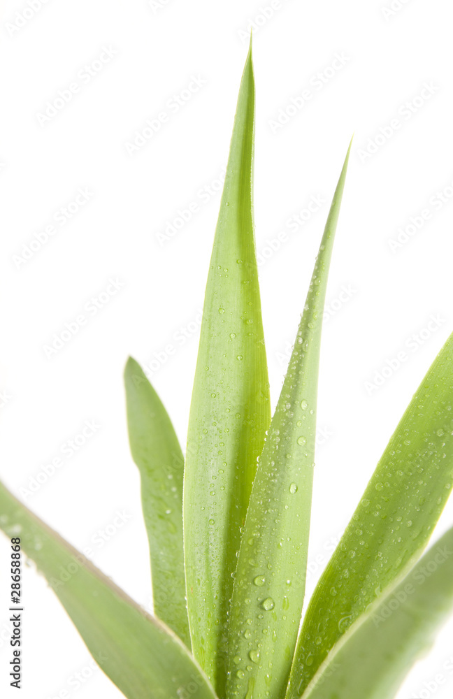 Fototapeta premium House plant in a decorative pot, - Yucca