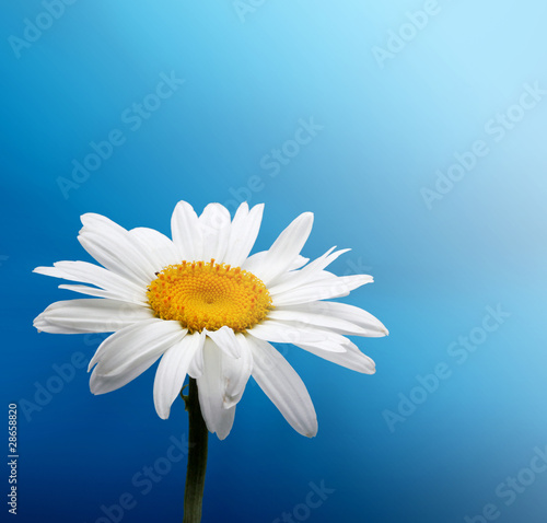 chamomile on blue