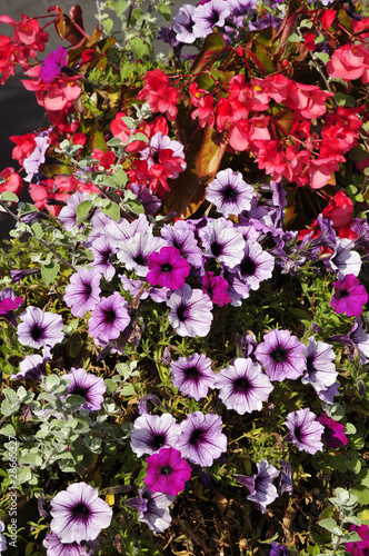 Fond de surfinias violets et b  gonias rouges