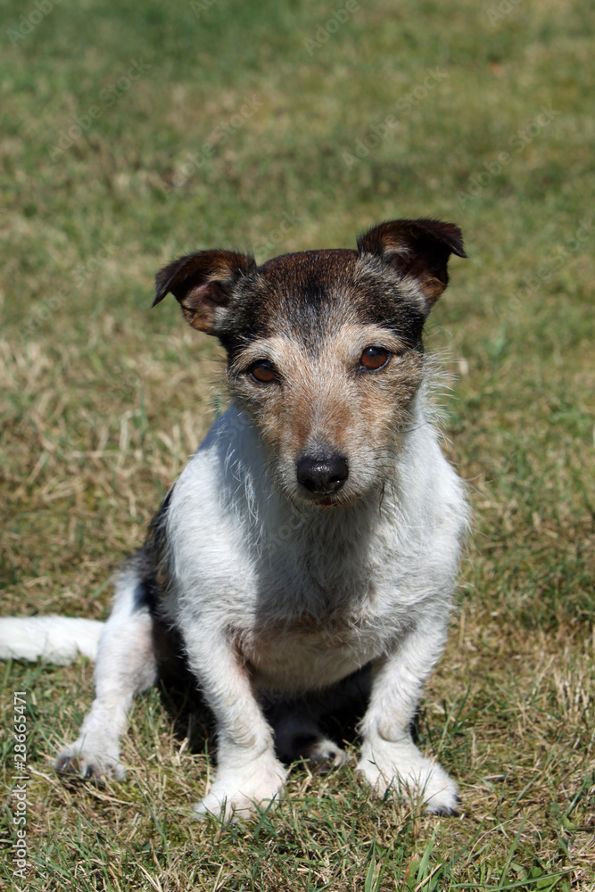 Jack Russell Terrier