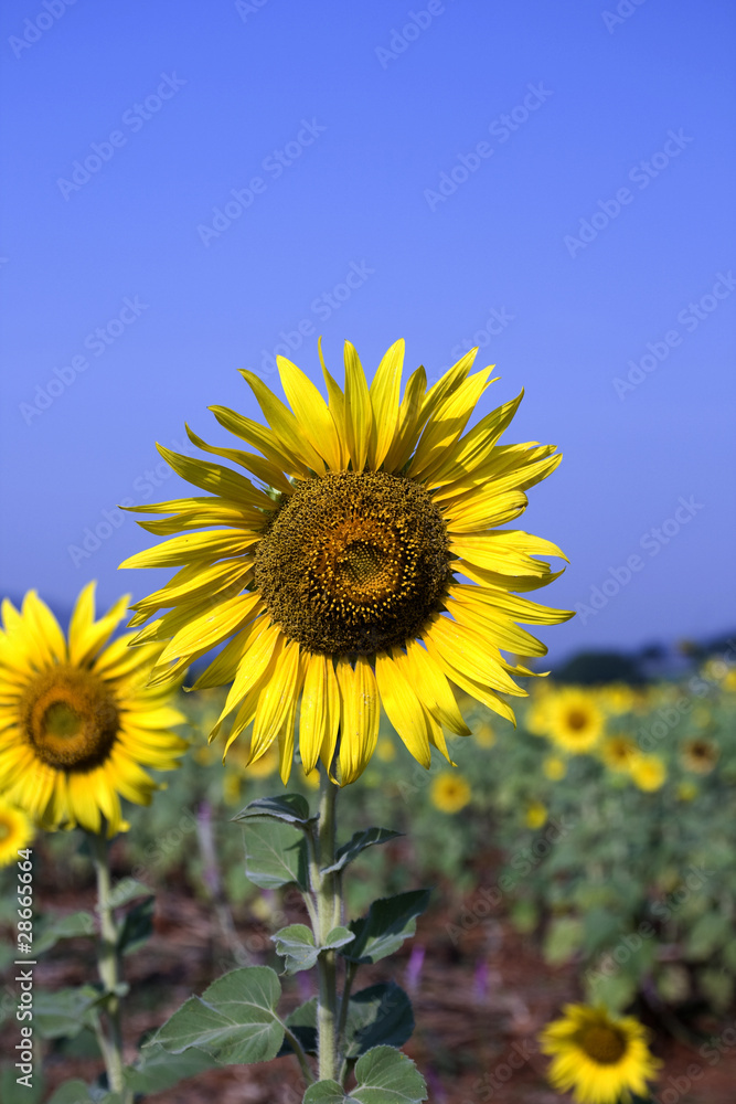 View sunflower travel in thailand of asia View sunflower travel in thailand of asia