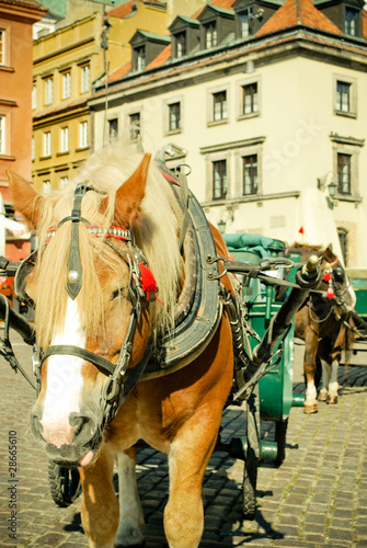 Horse in Warsaw