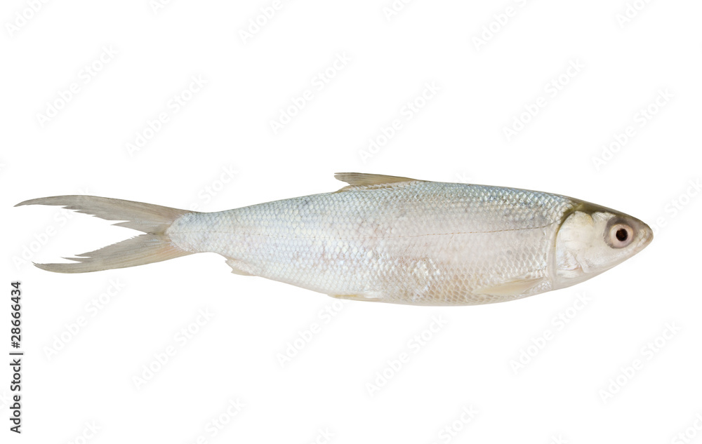 Arctic cisco, fish of salmon family, isolated Stock Photo