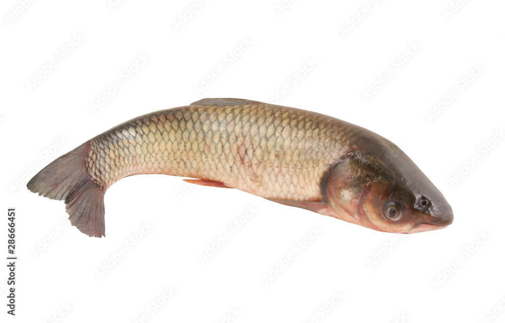 Carp family fish isolated on white background Carp family fish isolated on white background