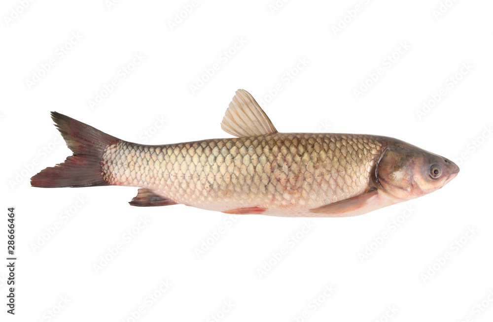 Carp family fish isolated on white background Carp family fish isolated on white background