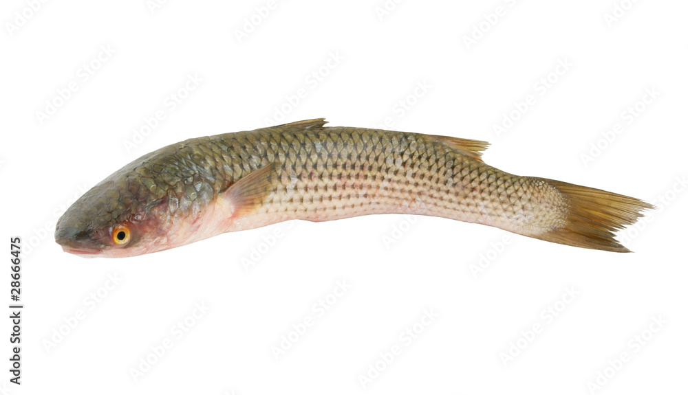 Grey mullet fish isolated on the white background Grey mullet fish isolated on the white background