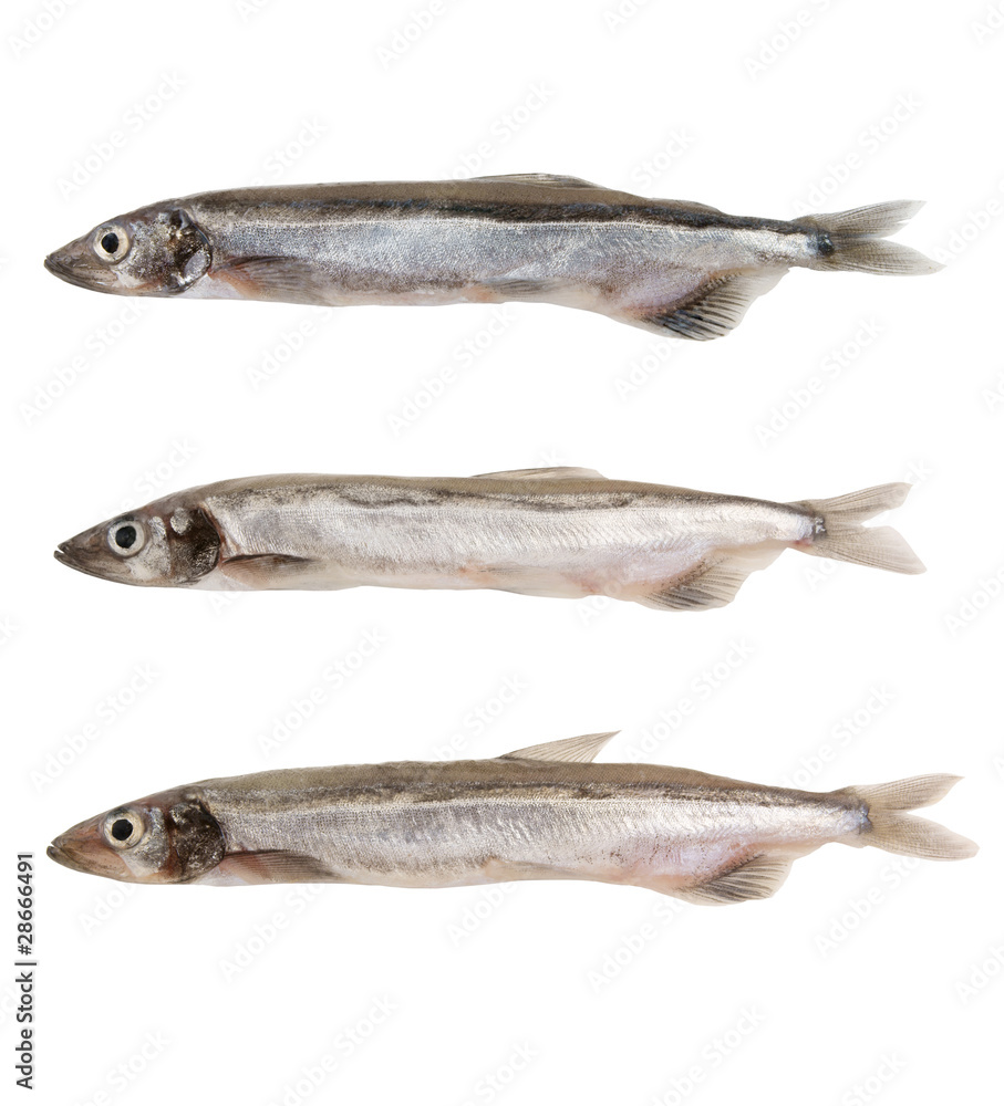 Capelin fish isolated on the white background Capelin fish isolated on the white background