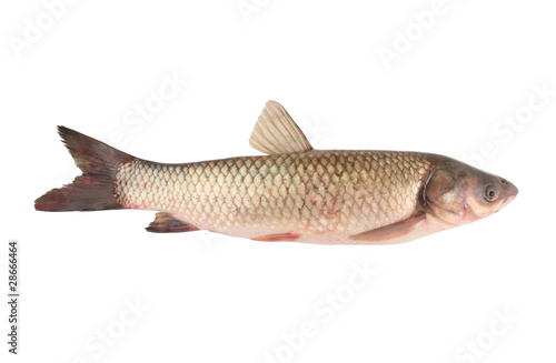 Carp family fish isolated on white background