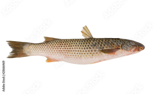 Grey mullet fish isolated