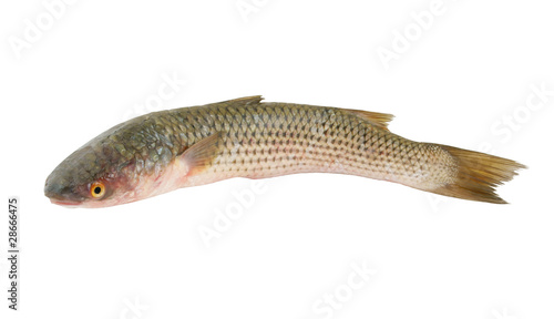 Grey mullet fish isolated on the white background