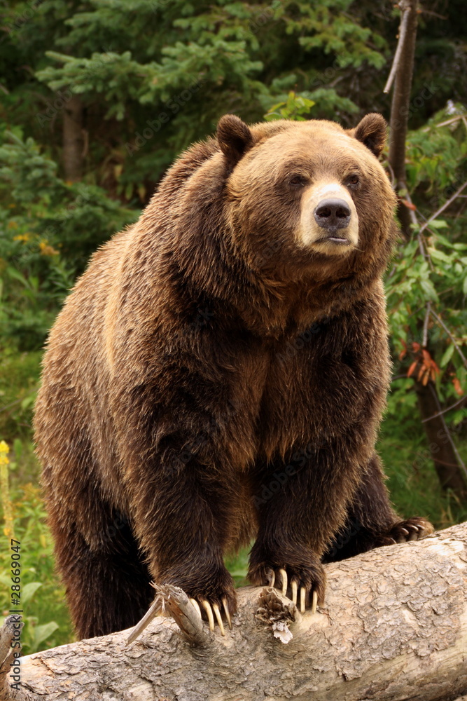 Fototapeta premium ours Grizzly