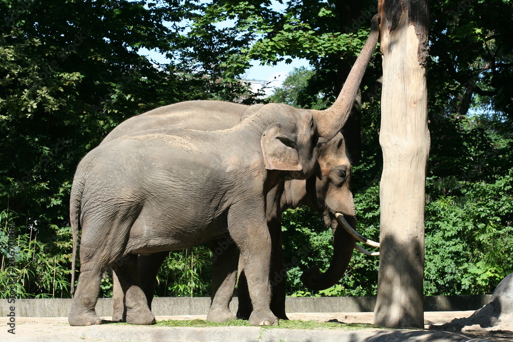 Fototapeta premium Elephants in a zoo