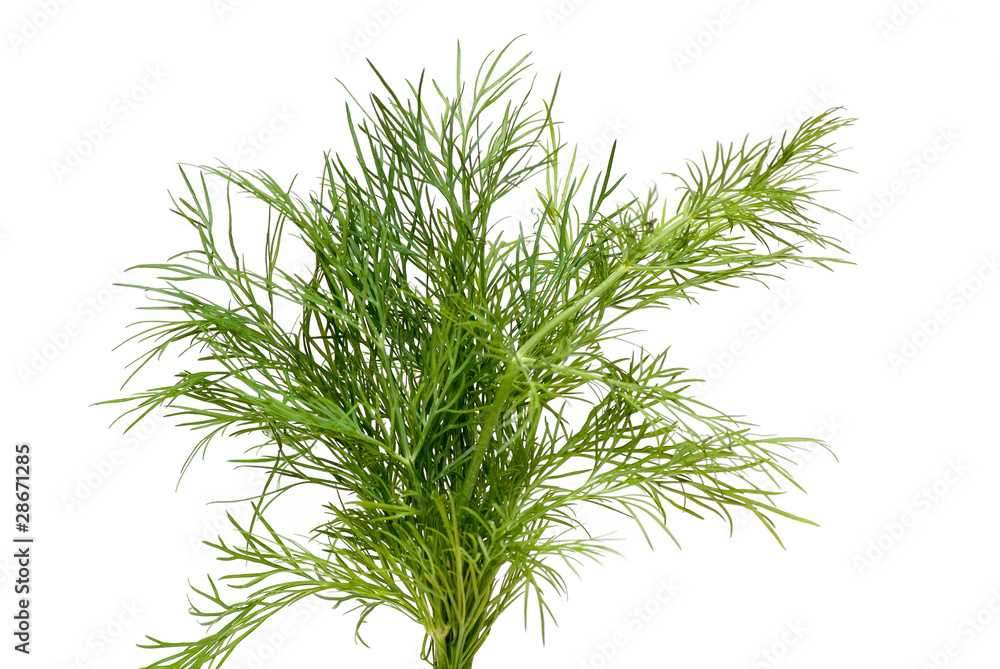 dill dill