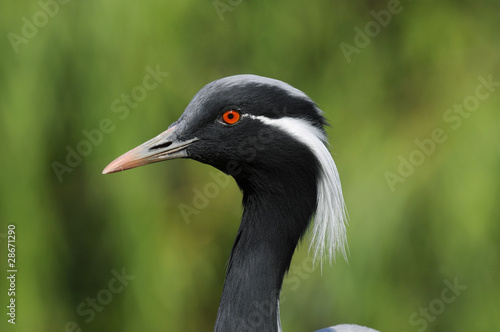 Demoiselle Crane  Damigella di Numidia  Anthropoides virgo