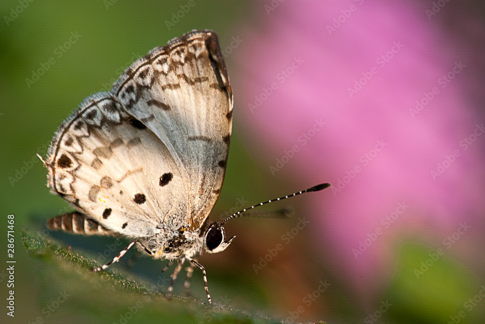 Obraz premium butterfly on the leaf for background use