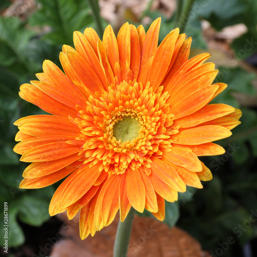 gerbera orange