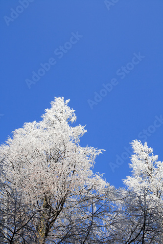 snowed tree © chungking