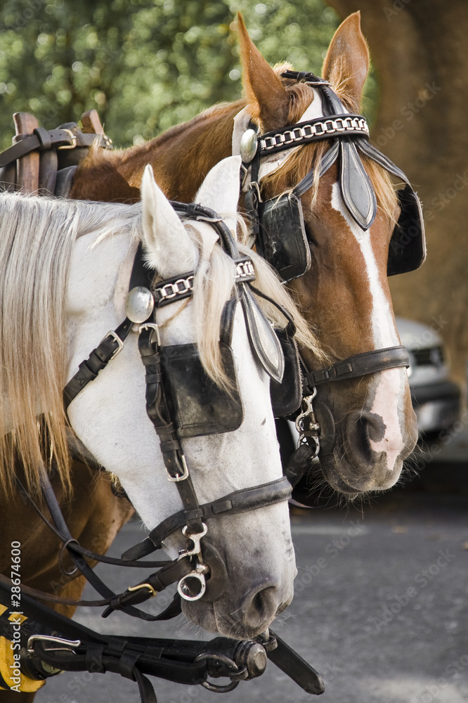 Obraz premium horses in city