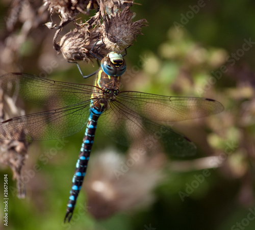 "The blue dragonfly"