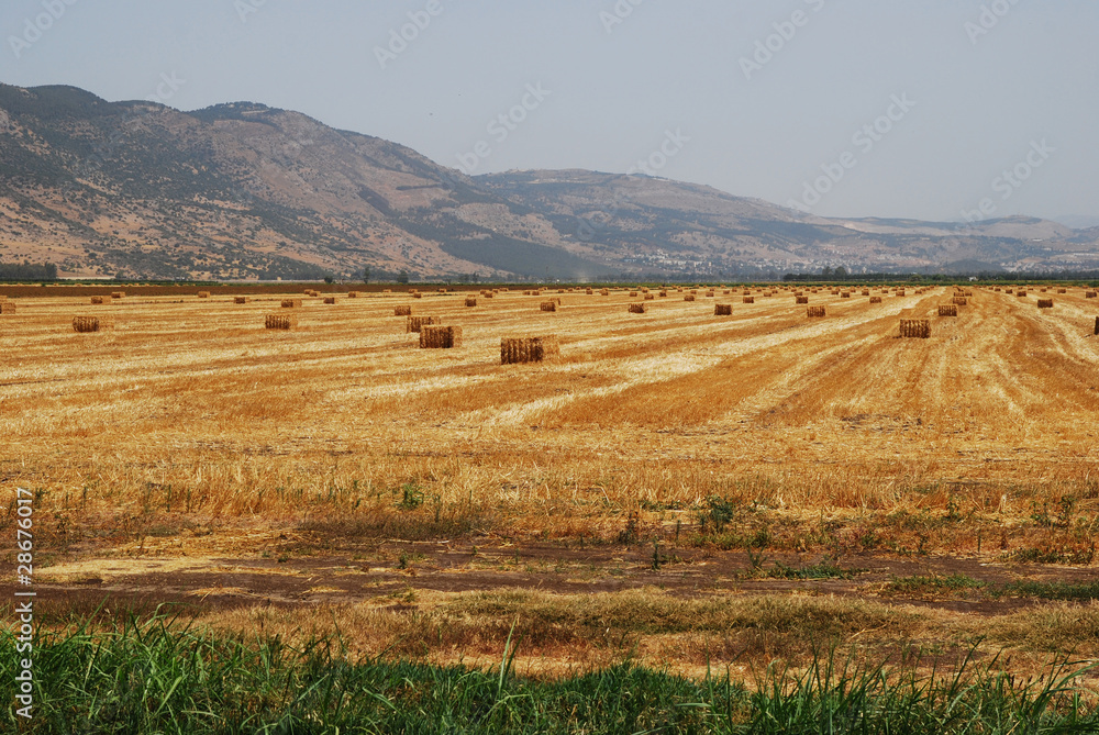 Fototapeta premium Haystack