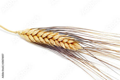 wheat ear photo