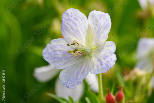 Geranium pratense, Wiesen-Storchschnabel, Meadow Cranesbill photo