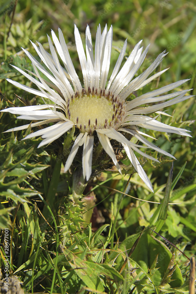 Silberdistel, Carlina acaulis subsp. acaulis,