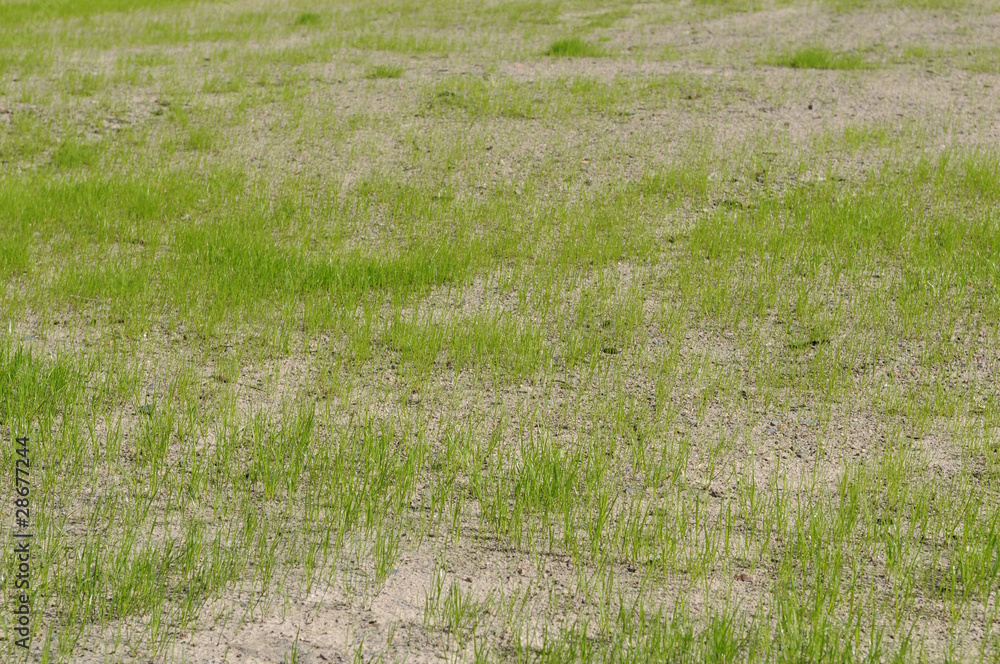 Frisch gesäter Rasen StockFoto Adobe Stock