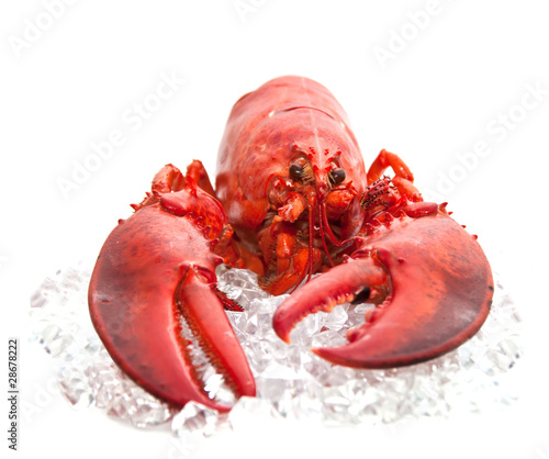 lobster  on Ice isolated on a white background
