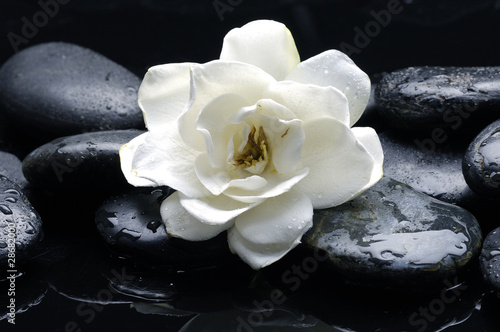 Macro of white flower on pebble