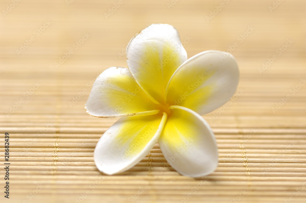 frangiapani flowers on leaf on bamboo woven mat frangiapani flowers on leaf on bamboo woven mat