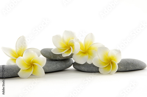 Zen stones with frangiapani flower