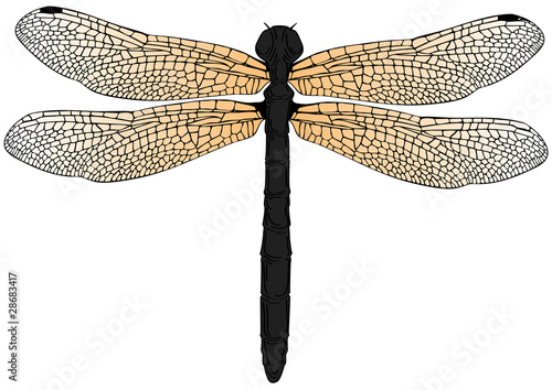 dragonfly