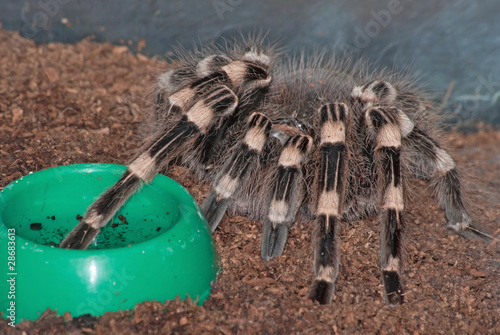 A pet tarantula (Acanthoscurria sp.) sits near his bowl