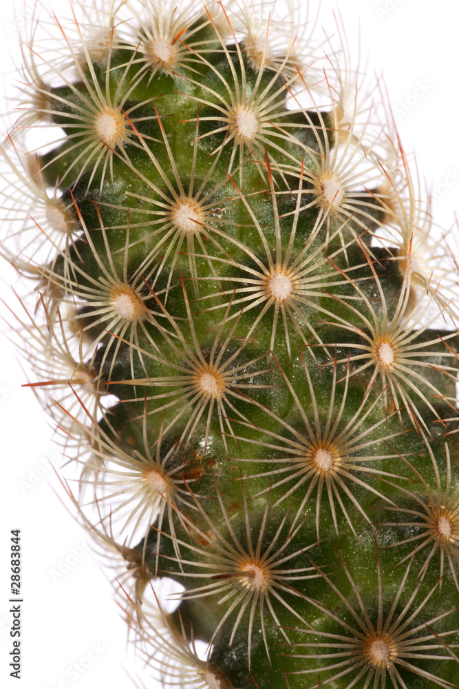 cactus cactus
