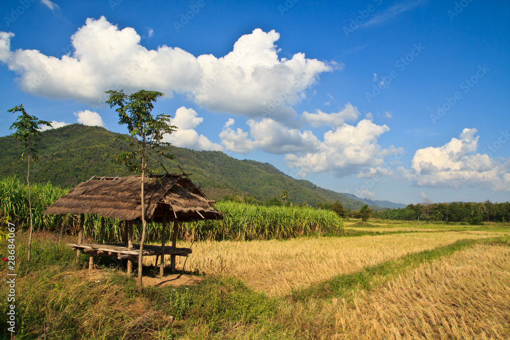 Small hut and paddy after harvesting in Thailand Small hut and paddy after harvesting in Thailand
