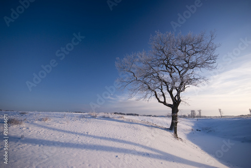 Old winter tree landscape