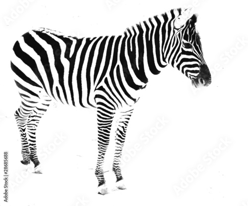 Zebra