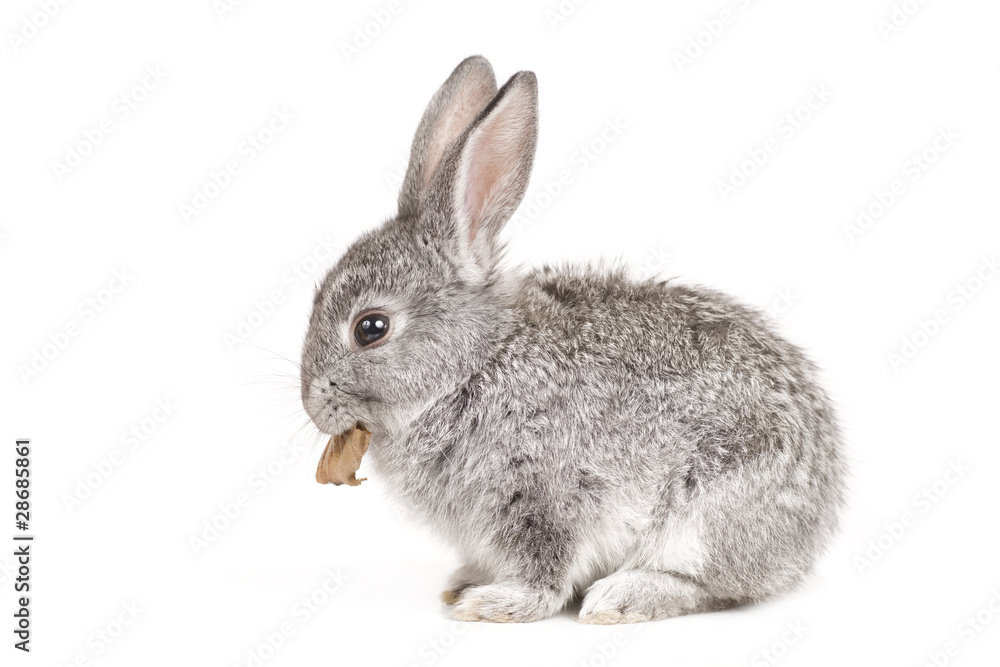 Adorable cute rabbit sit on white background Adorable cute rabbit sit on white background