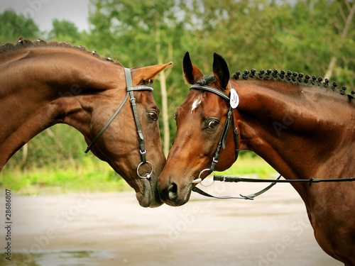 couple of trakehner stallions © anakondasp